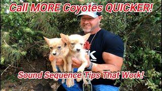 Call More Coyotes Quicker! Sound Sequence Tips That Work! All About Coyotes and Coyote Hunting!