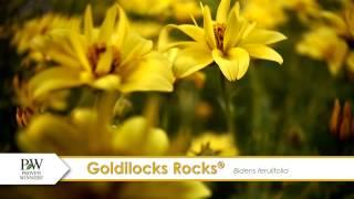 Goldilocks Rocks Bidens-- A P Allen Smith Favorite!