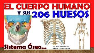  206 BONES of the Human Body in 24 Minutes!!! + Mnemonics!!! Easy and simple