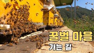 달달한 꿀방 부부. 오늘은 꿀벌 마을로 산책을 떠났습니다.