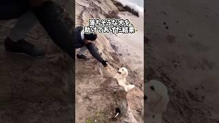 犬さんの動画見て笑ったら寝ろwwwww