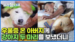 "재산 다 강아지한테 물려주게 생겼어요" 매일 말없이 먼 산만 바라보던 아버지께 강아지 두 마리를 보내니 생긴 일ㅣ부부의 인생을 바꾼 막둥이 손주들 메리 메롱ㅣ한국기행ㅣ#골라듄다큐