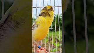 canary sound : beautiful canary bird