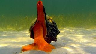 Giant Horse Conch & Burglar Hermit Crabs | Blue Planet | BBC Earth