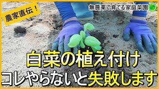 【白菜栽培】苗の植え付け～害虫対策まで全部見せます【有機農家直伝！無農薬で育てる家庭菜園】　23/9/19