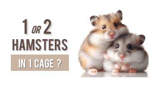 1 or 2 Hamsters in 1 Cage ?