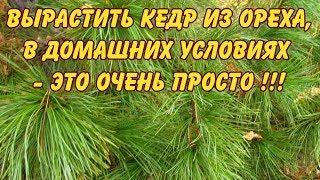 КАК ВЫРАСТИТЬ КЕДР ИЗ ОРЕХА В ДОМАШНИХ УСЛОВИЯХ - ЭТО ОЧЕНЬ ПРОСТО!!!