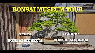 Bonsai Museum Tour: Omiya Bonsai Museum vs Pacific Bonsai Museum #bonsai #BonsaiMuseum #bonsaitree