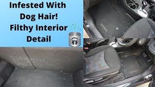 Dog Hair Infested Detail | Disgusting Interior Detailing