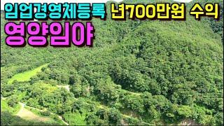 No.499 육림업 임업경영체등록 완료된 임야 1년 직불금 700만원 영양군 청기면 총39,238평 2차선도로 3km 3m포장도로 440m 임야내 있어 접근성 좋은 영양임야급매