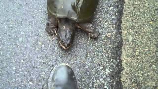 Snapping Turtle Snapping