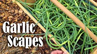 What Are Garlic Scapes? | Harvesting & Uses