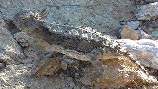 Focus on Species: Regal Horned Lizard (Phrynosoma solare)