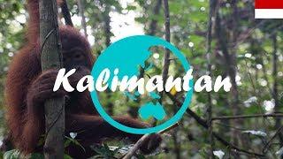 Weltreise Vlog #11: Kalimantan ∙ Mit Gips zu den Orang Utans