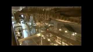 Tour the Great Mammal Hall at the Harvard Museum of Natural History