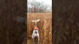 Pheasants On Point #pheasanthunting #germanshorthairedpointer #gsp #hunting #birdhunting