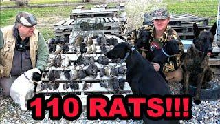 Rats DESTROYED by Mink and Dogs!