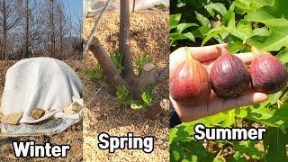 How to Grow and Harvest Fig Trees in Cold Climates