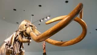 Columbian Mammoth La Brea Tarpits Museum Los Angeles California USA March 16, 2025