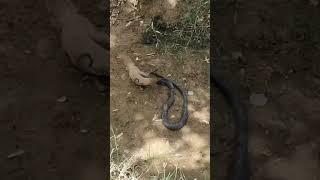 Black Cobra Can't Escape from the Attacks of little Mongoose