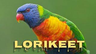 Rainbow lorikeet sounds