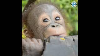 Tiny Orangutan Udin Learning To Climb - Will He Make It To The Top?