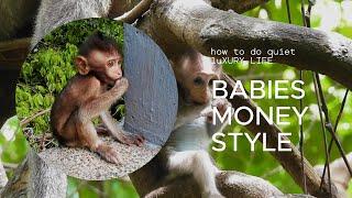 LIVE : Wildlife, animals sound, Asian Monkey#survival #babymonkey #newbornbabymonkey #cutebabymonkey