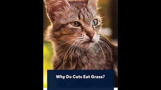 Why Do Cats Eat Grass?  | Does your cat eat grass? #cat #kitty