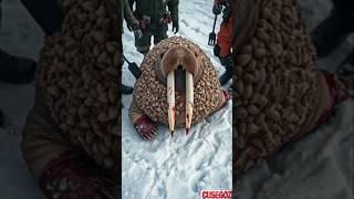 Millions of shells and barnacles injured a walrus that was rescued by a volunteers