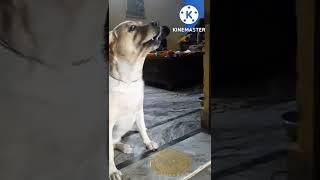 Ginni k cute reaction #cutedog #doglover