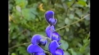 Conoscere le piante velenose: Aconitum Napellus.