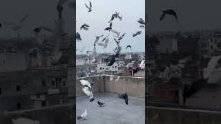 #pigeon #lover #happypigeon #viralvideo #kabootar