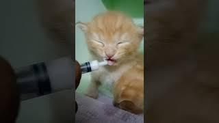 Num Num Num️ #cat #kitten #milk #food #cute #viral #trending #shorts #like