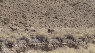 Death valley Burro fight