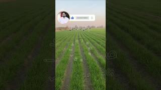 Wheat sowing Tips #foryou #wheat#agriculture #viralvideo #shortsyoutube #farming #agrivologs