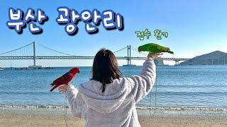 [지구젤리/일상] 생애 첫 부산 여행! 광안리 해수욕장 접수!!