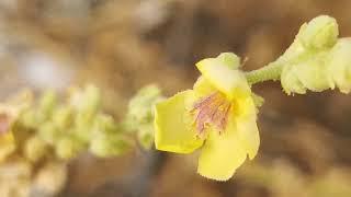 Ενδημικός φλόμος (Verbascum cylindrocarpum) στα ξερά λιβάδια της Θάσου στα τέλη του καλοκαιριού