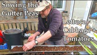 Allotment Diary : Sowing the Gutter Peas, Lettuce, Tomatoes & Others