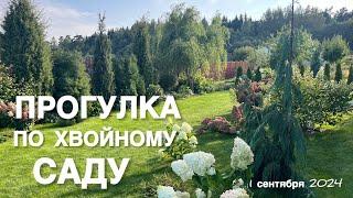 САД БЕЗ ПРИСМОТРА НЕСКОЛЬКО НЕДЕЛЬ! ПРОГУЛКА ПО ХВОЙНОМУ САДУ ! ЧТО ИЗМЕНИЛОСЬ ?