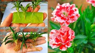 How to Grow and Repot Carnations From Cuttings | Carnation Plant Care