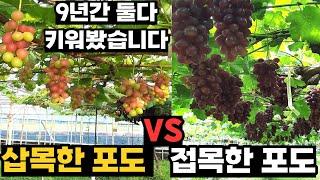 삽목 포도 VS 접목 포도, 9년 직접 키워보고 내린 결론