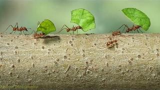 Ants: Nature's Secret Power 2 - BBC Documentary