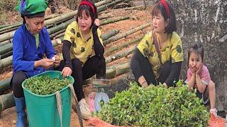 Preparing Enough Bamboo to Build a House: A Heartwarming Story of Helping an Old Lady