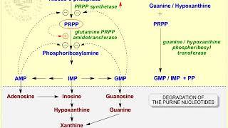 15 Hyperuricemia