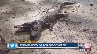 Two-headed Gator "discovered"