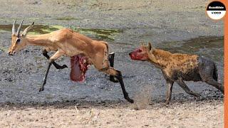 Injured Impala Served On a Plate For Hyenas