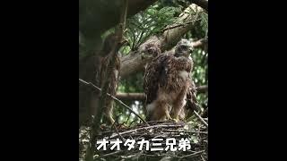 #ショート動画＃オオタカ三兄弟