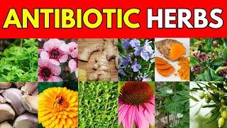 12 Natural Antibiotics: Herbals That Fight Infections