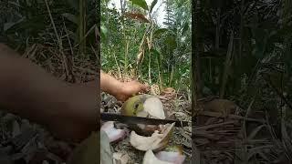 peel young pink coconuts with brutal skills #shorts #amazing #fruit #asmr