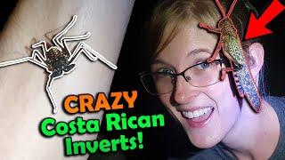 Finding WILD Invertebrates in Costa Rica!